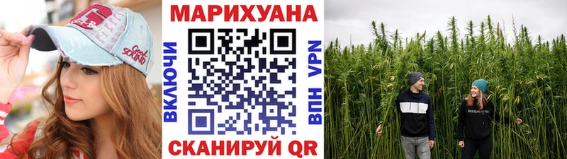 Канабис конопля Верея